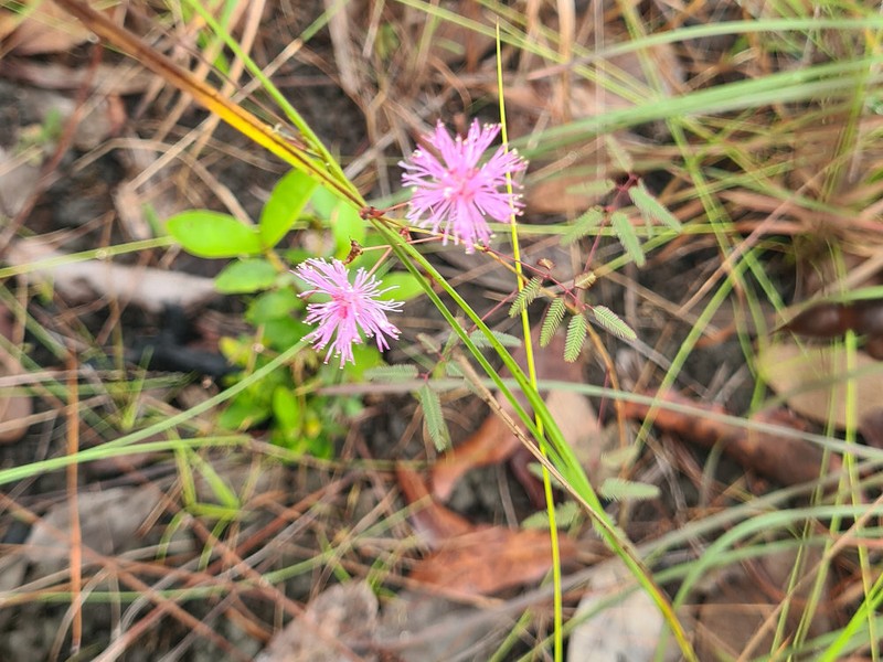 Mimosa somnians photo 7