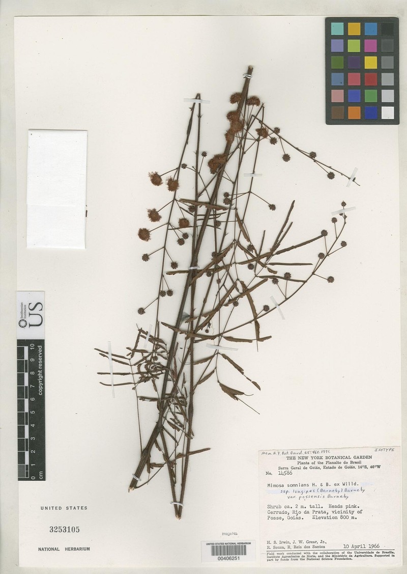 Mimosa somnians var. possensis