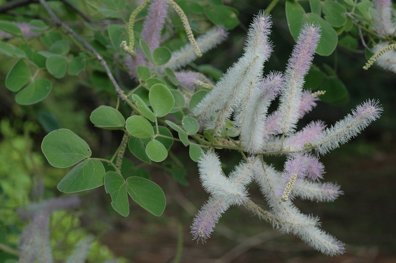 Mimosa sotoi