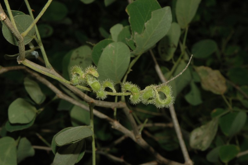 Mimosa sotoi photo 3