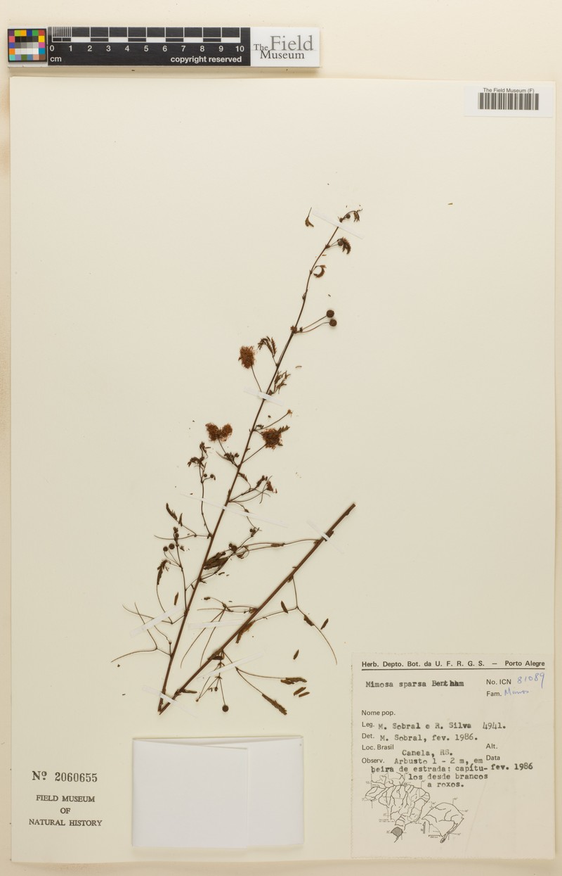 Mimosa sparsa