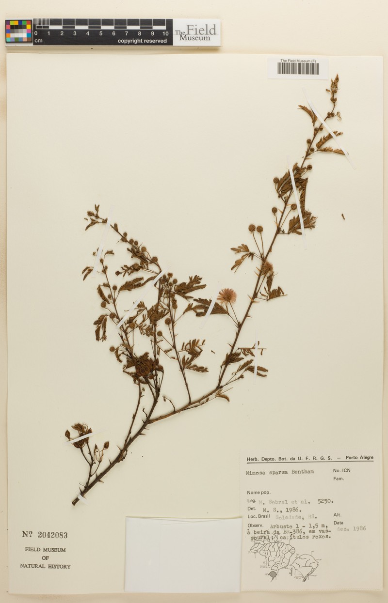 Mimosa sparsa photo 2