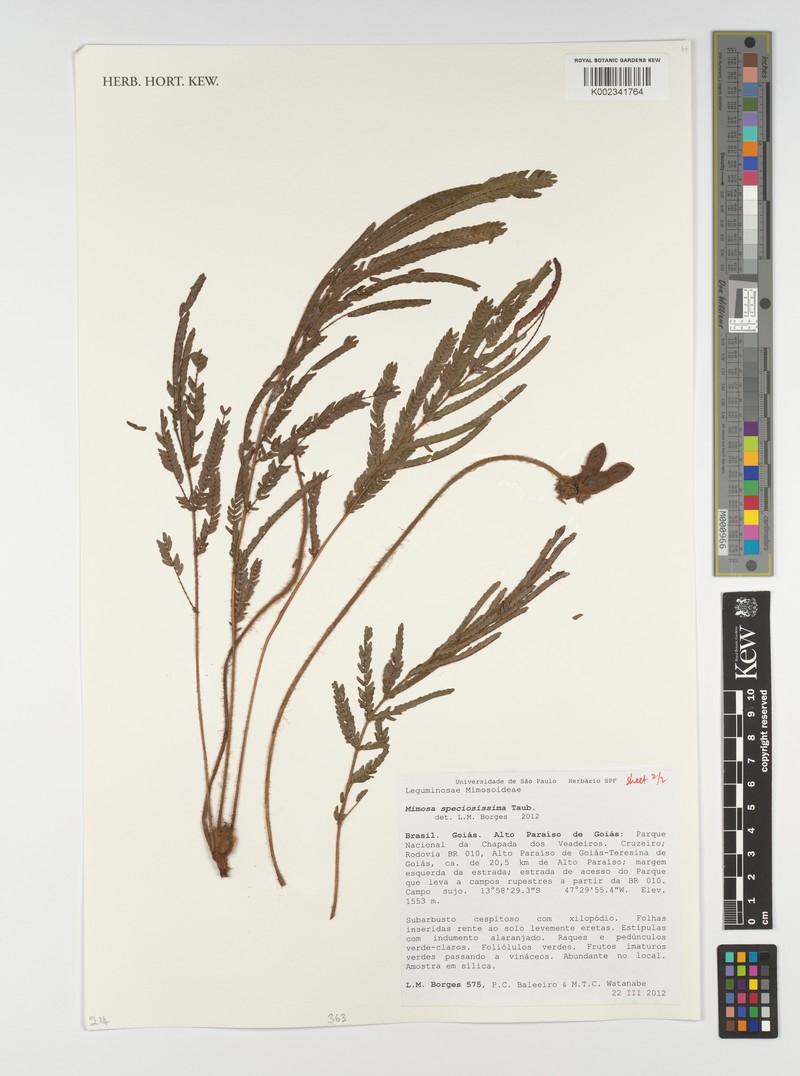 Mimosa sparsiformis photo 2