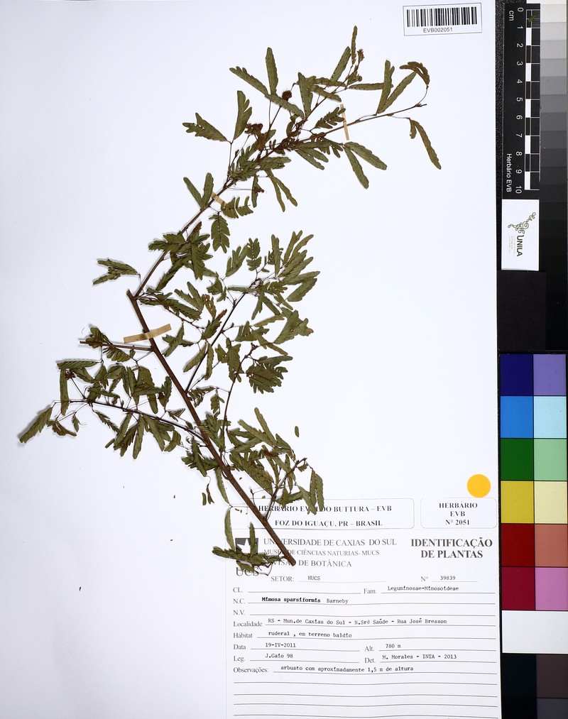Mimosa sparsiformis photo 3