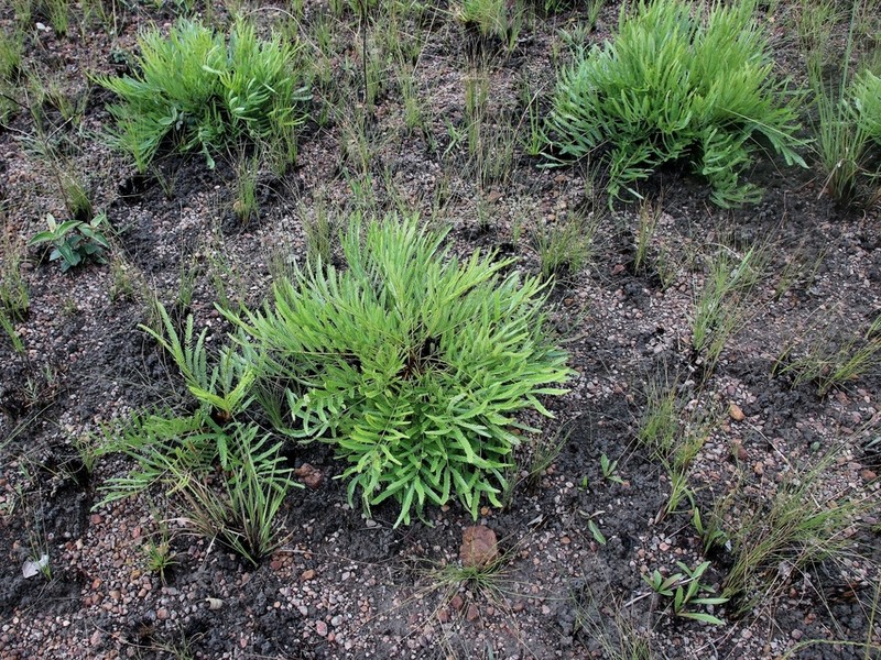 Mimosa speciosissima