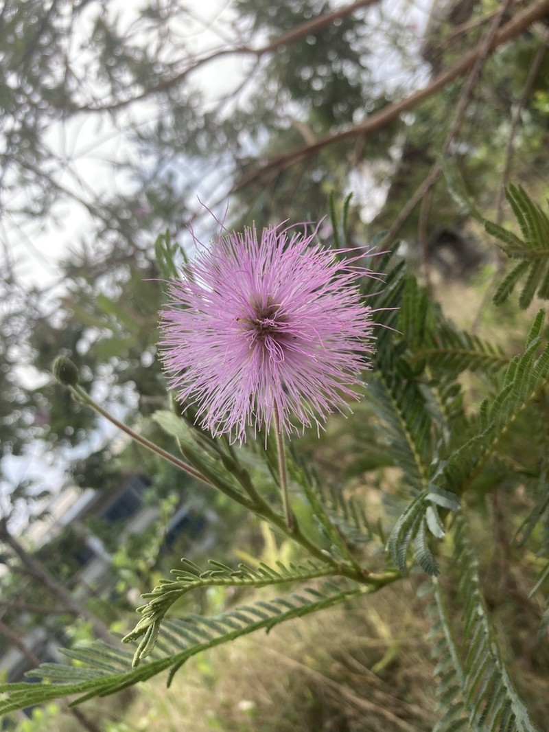 Mimosa speciosissima photo 2