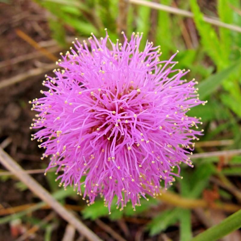 Mimosa speciosissima photo 3