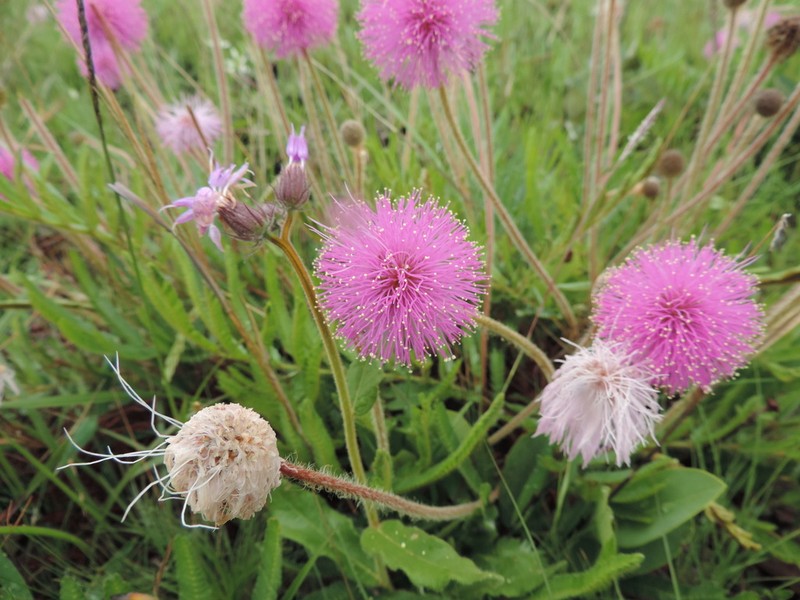 Mimosa speciosissima photo 4