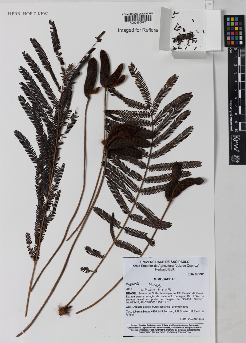 Mimosa speciosissima photo 6