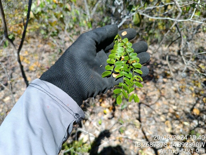 Mimosa spixiana