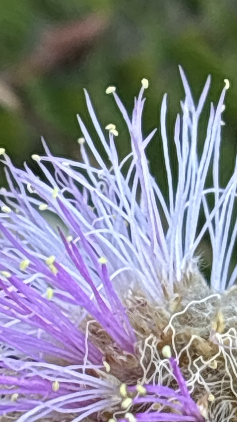 Mimosa splendida