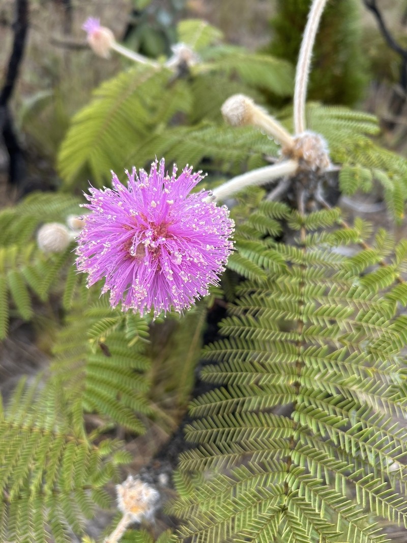 Mimosa splendida photo 2