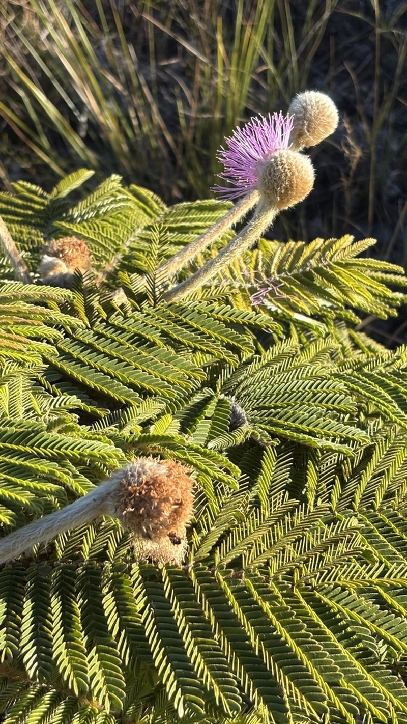 Mimosa splendida photo 3