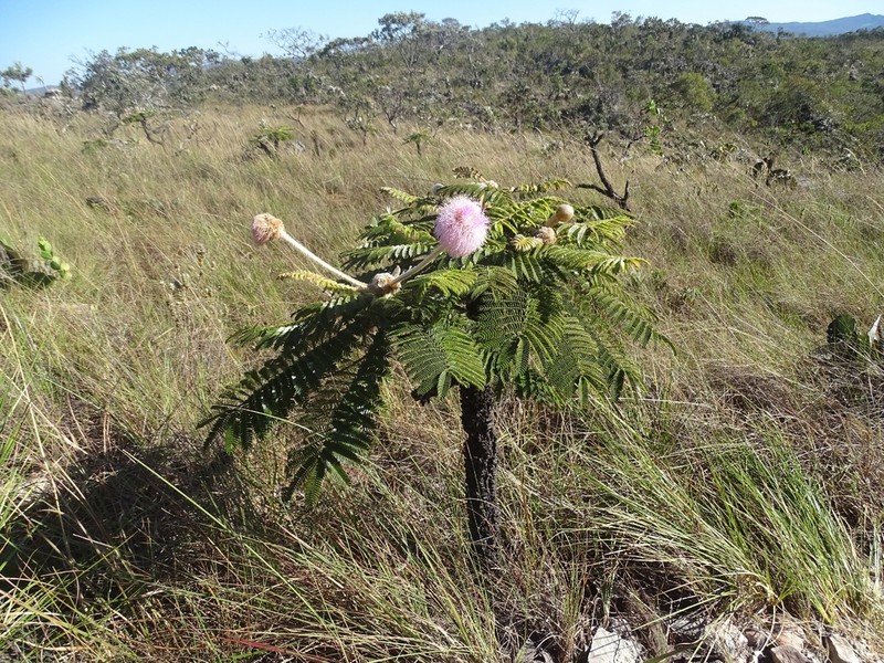 Mimosa splendida photo 4