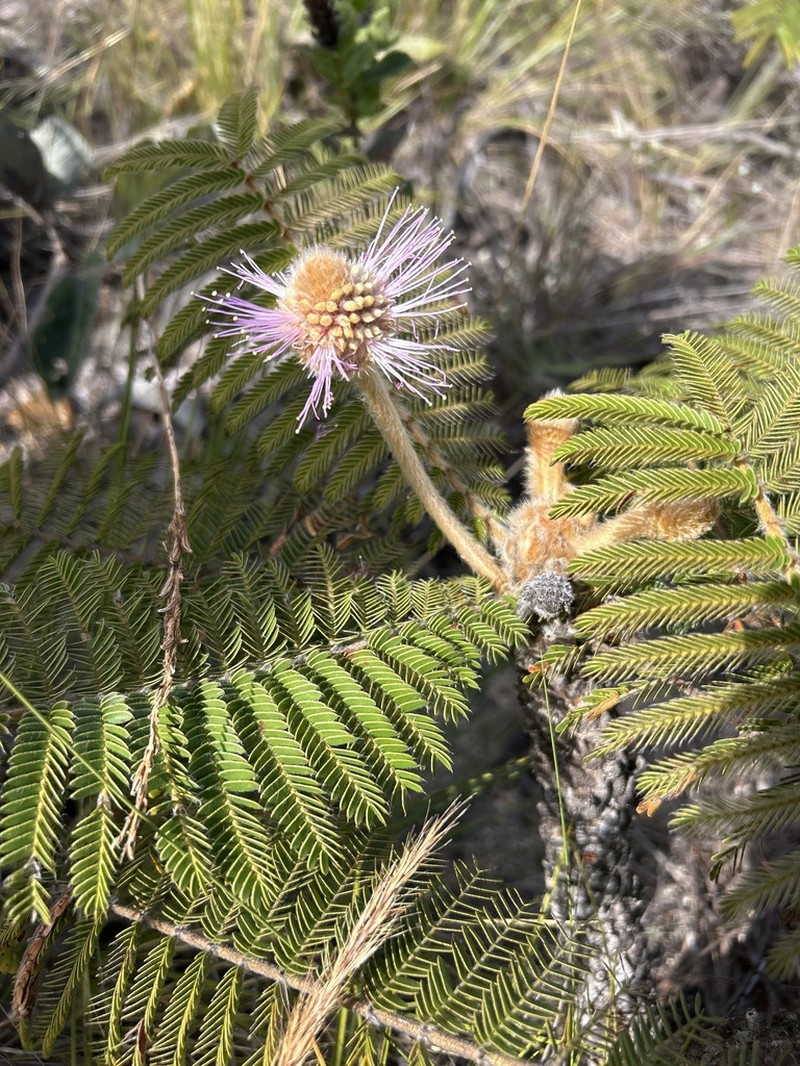 Mimosa splendida photo 5