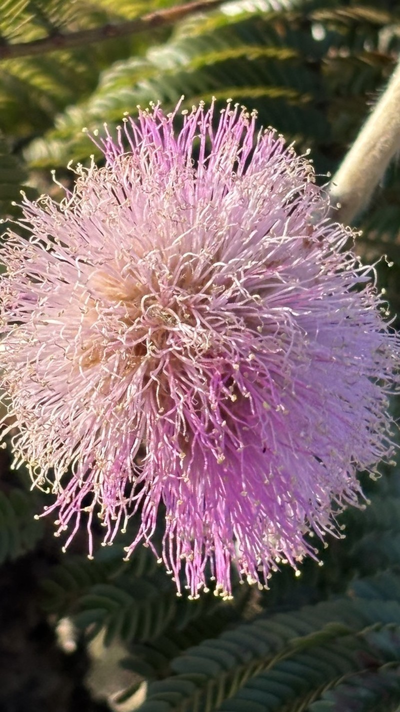 Mimosa splendida photo 6