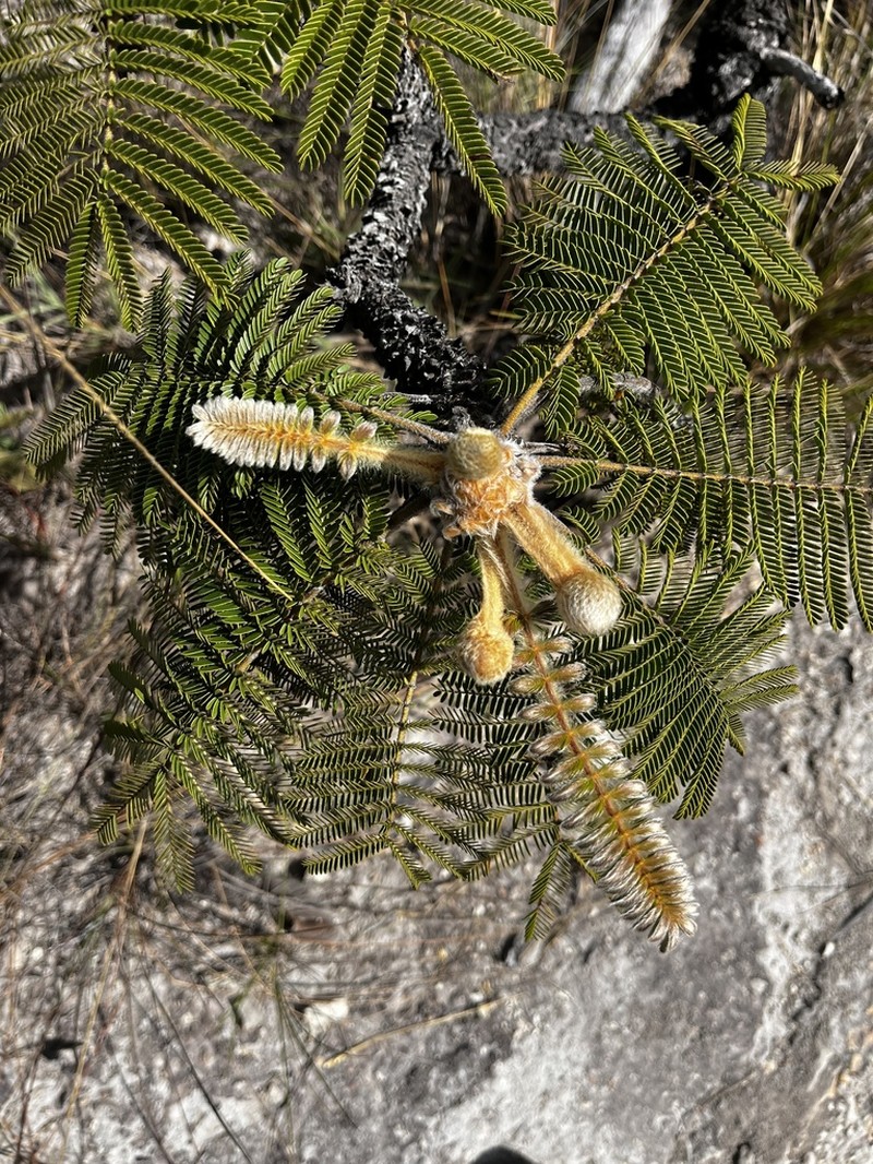 Mimosa splendida photo 7