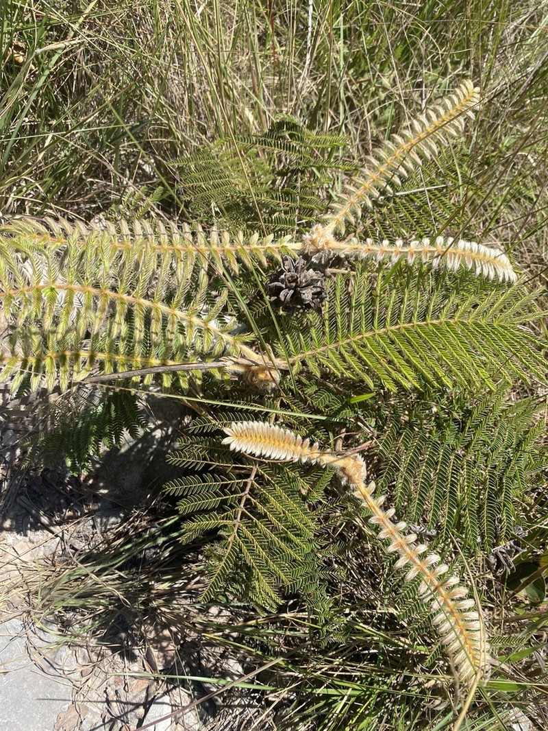 Mimosa splendida photo 8