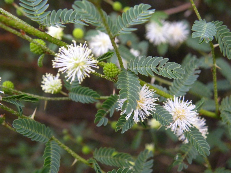 Mimosa sprengelii
