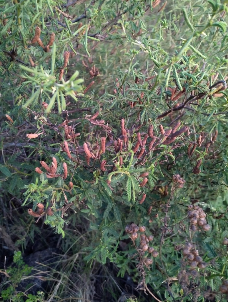 Mimosa sprengelii photo 2