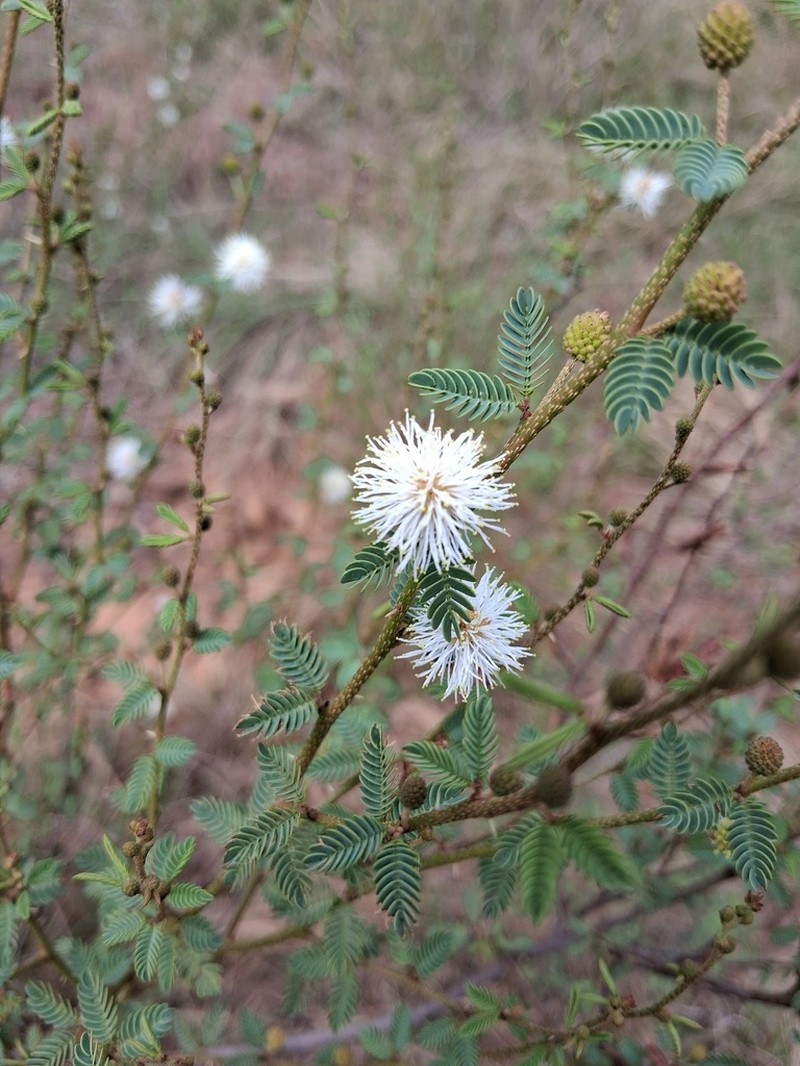 Mimosa sprengelii photo 3