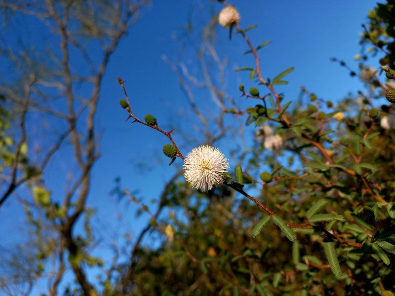 Mimosa sprengelii photo 4