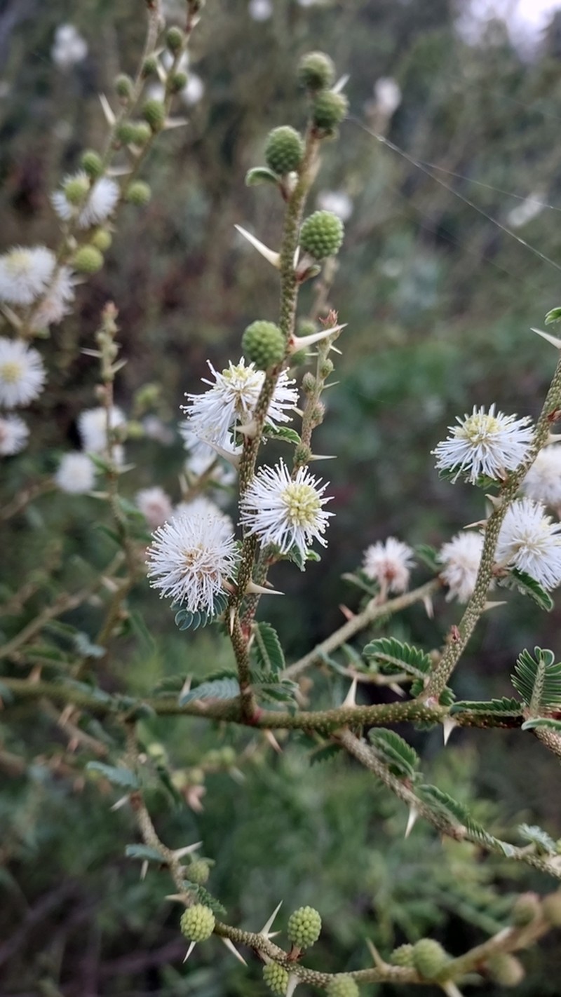 Mimosa sprengelii photo 5