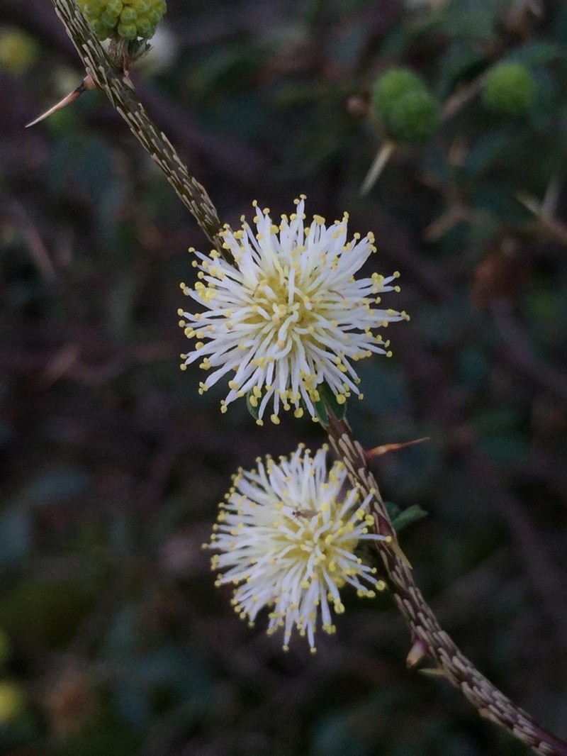 Mimosa sprengelii photo 6