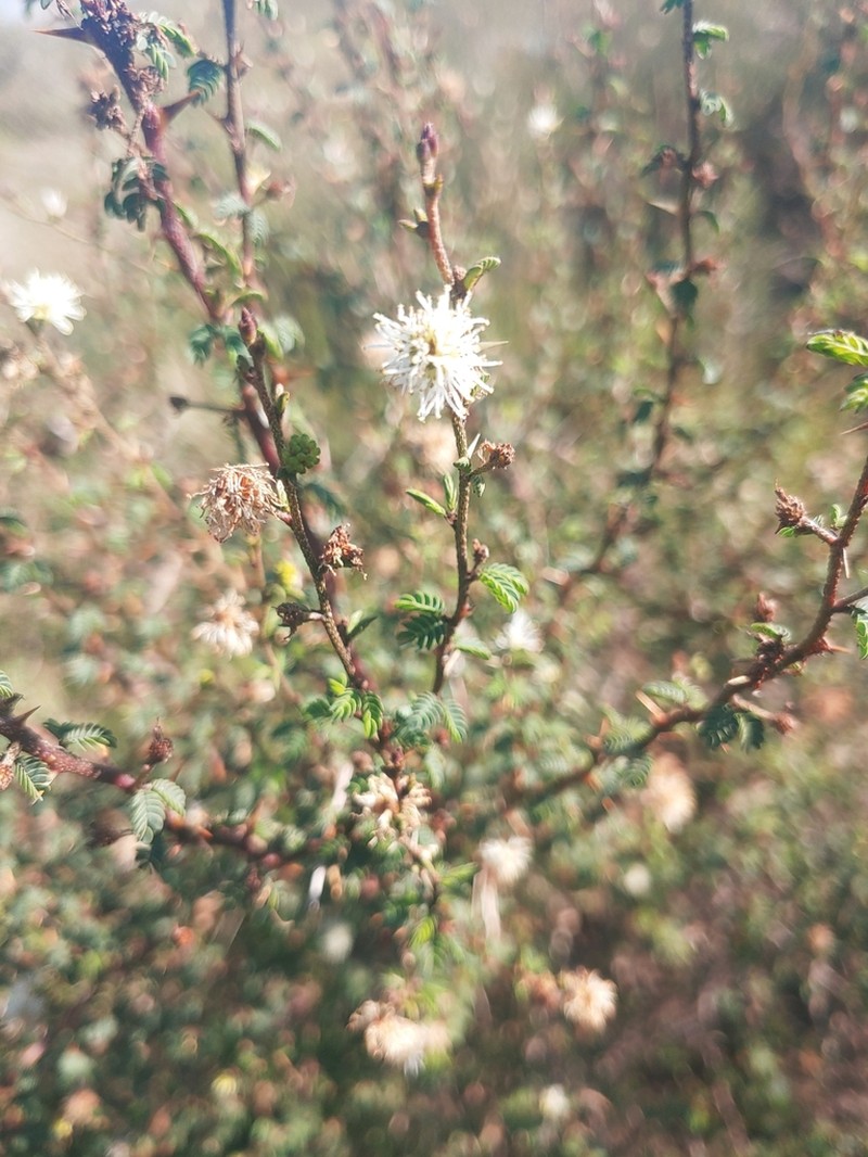Mimosa sprengelii photo 7