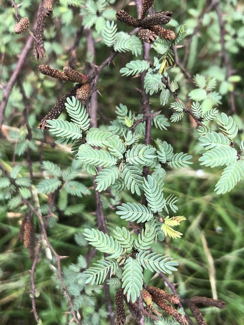 Mimosa sprengelii photo 8