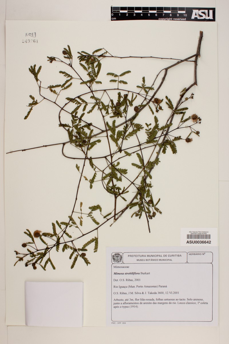 Mimosa strobiliflora