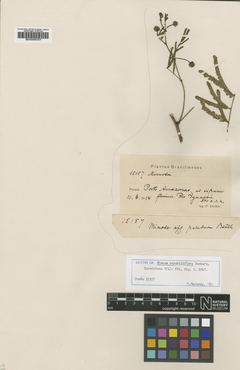 Mimosa strobiliflora photo 2