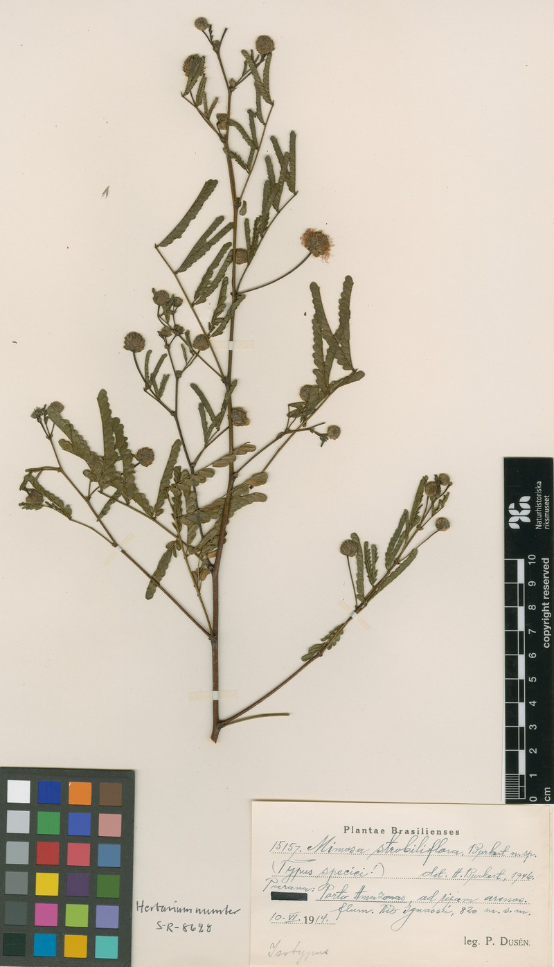Mimosa strobiliflora photo 3