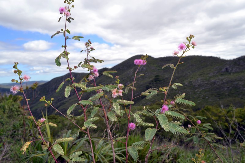 Mimosa subenervis