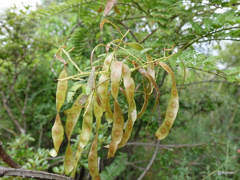 Mimosa suffruticosa photo 2