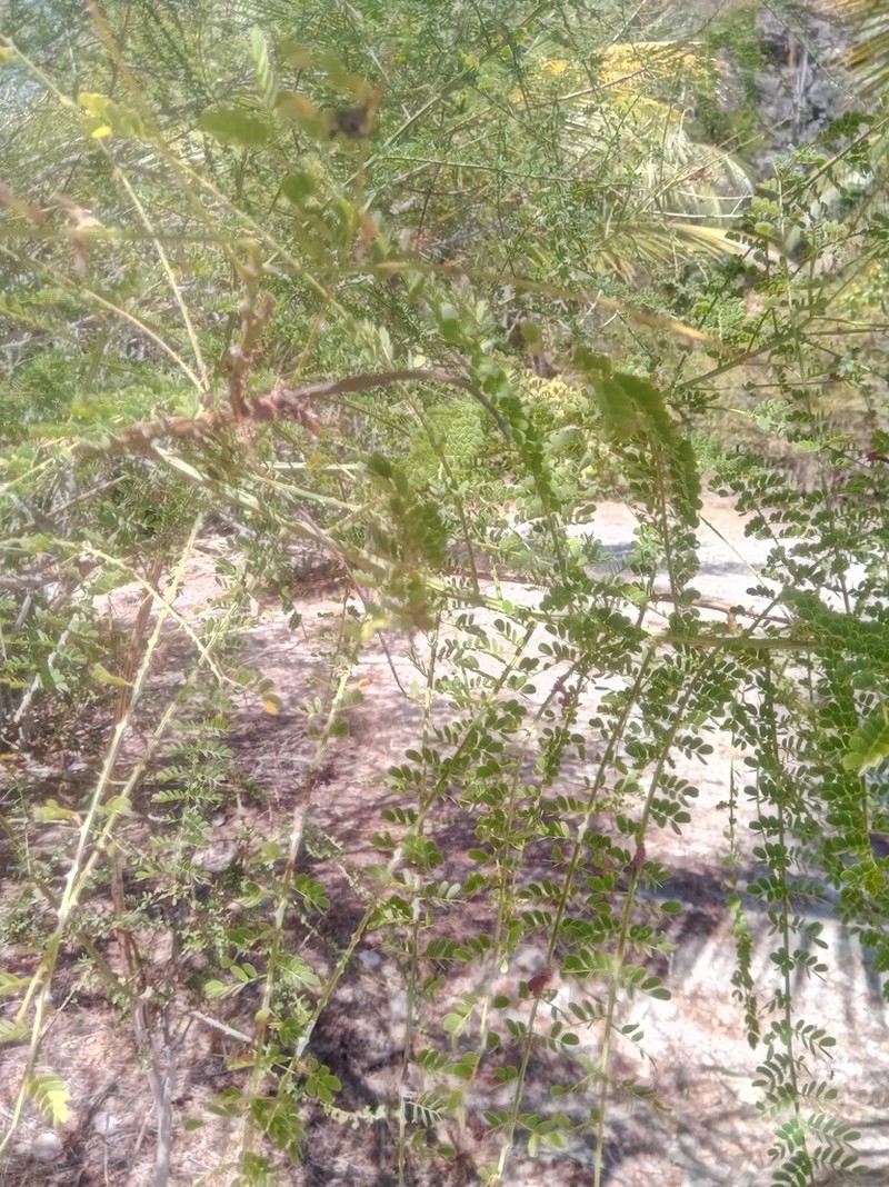 Mimosa suffruticosa photo 3