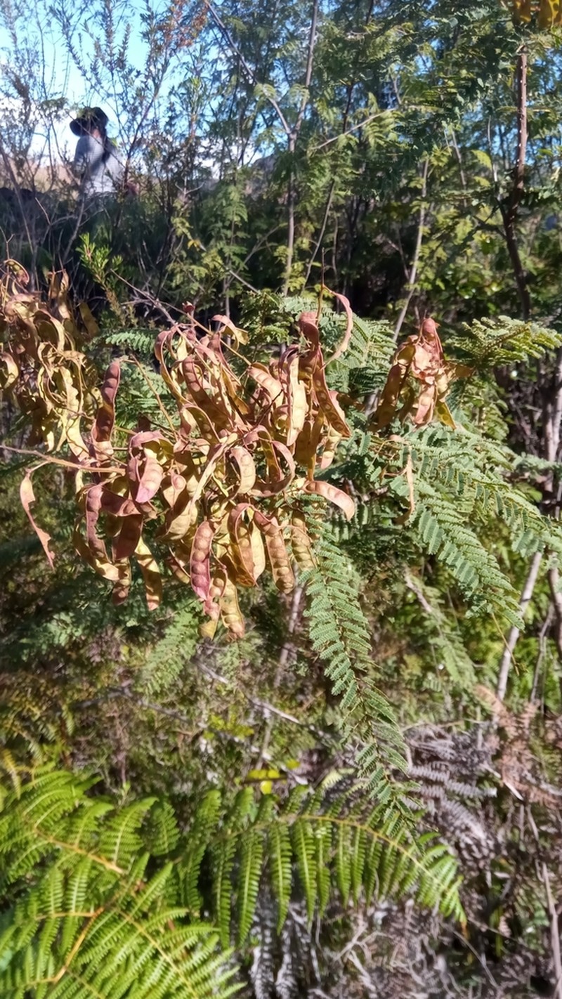 Mimosa suffruticosa photo 4