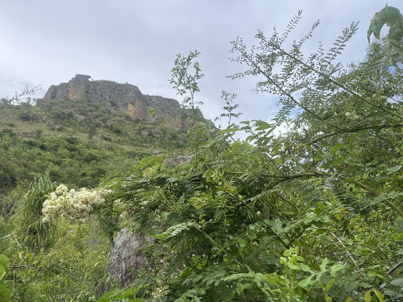 Mimosa suffruticosa photo 5