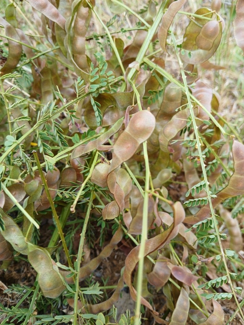 Mimosa suffruticosa photo 6