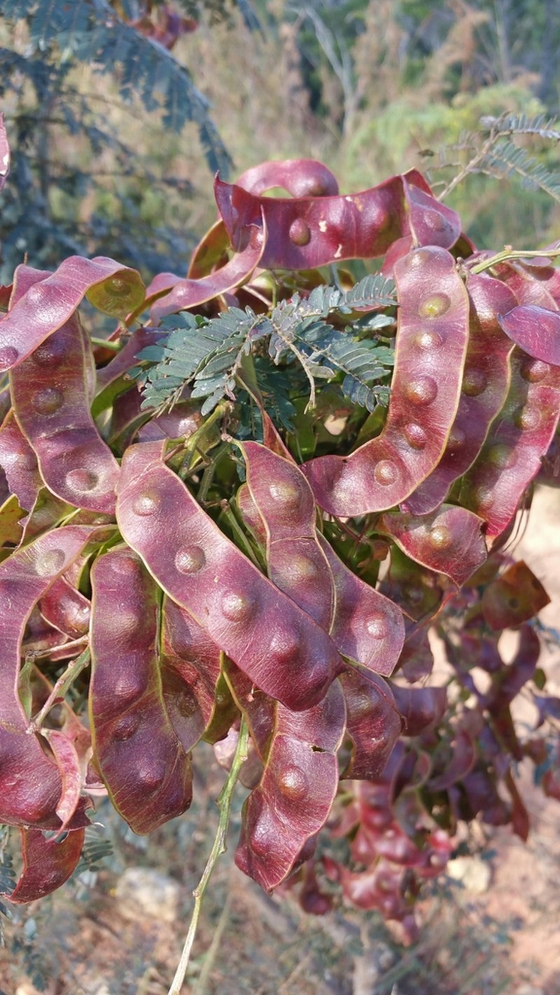 Mimosa suffruticosa photo 7