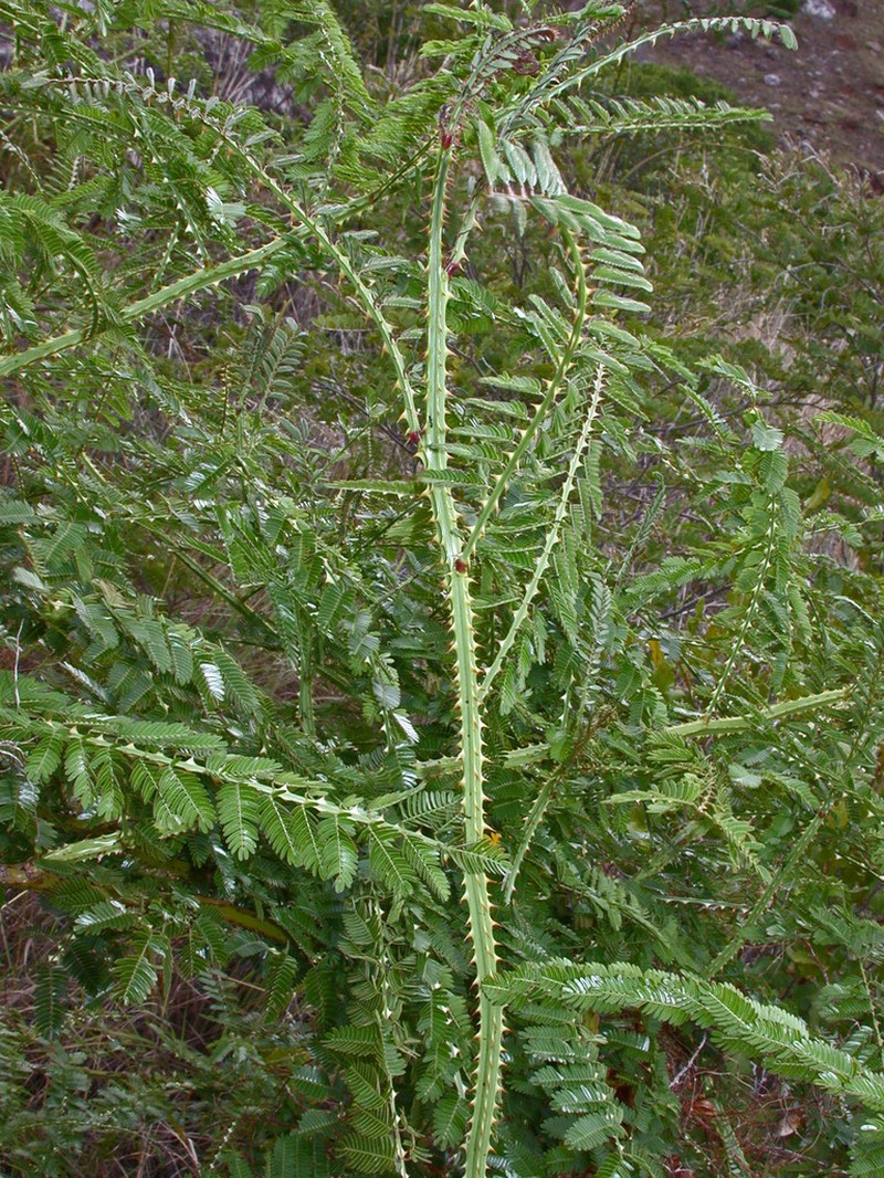 Mimosa suffruticosa photo 8