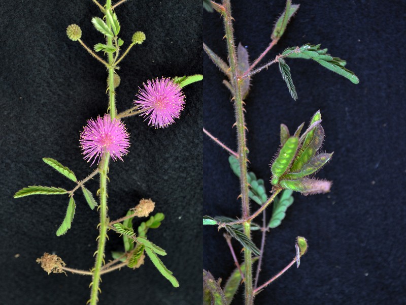 Mimosa supravisa