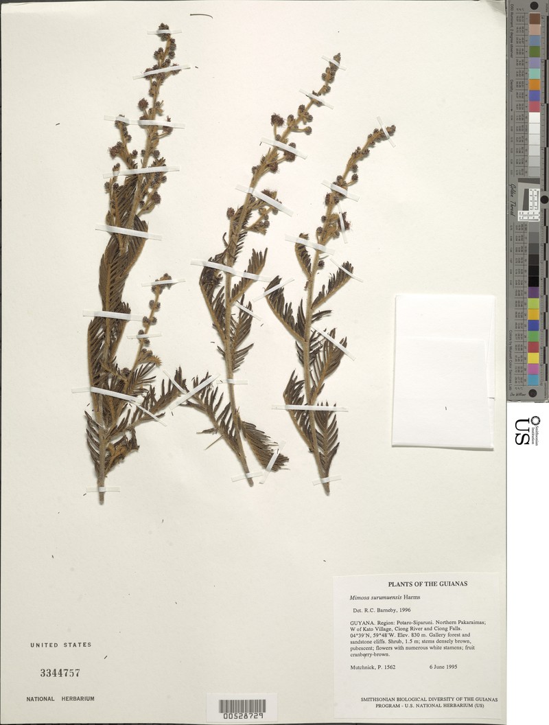 Mimosa surumuensis