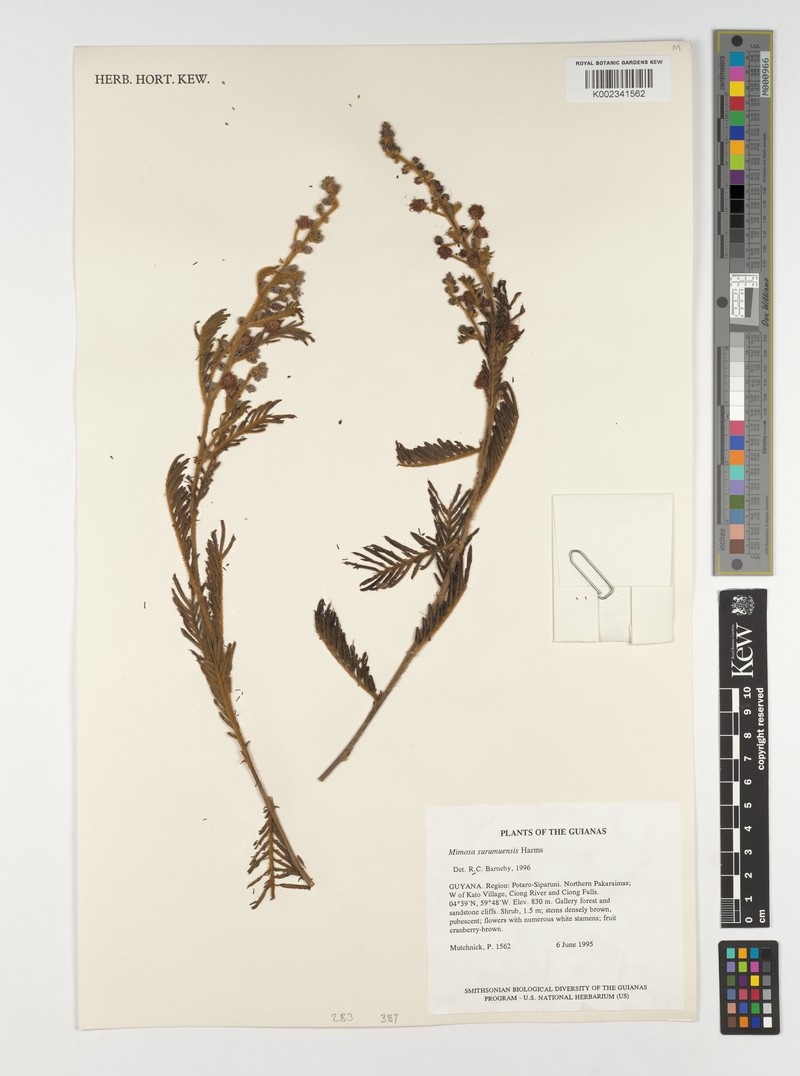 Mimosa surumuensis photo 2