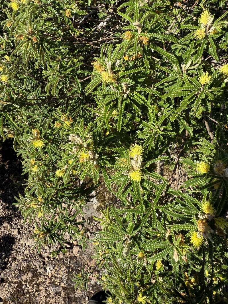 Mimosa taimbensis