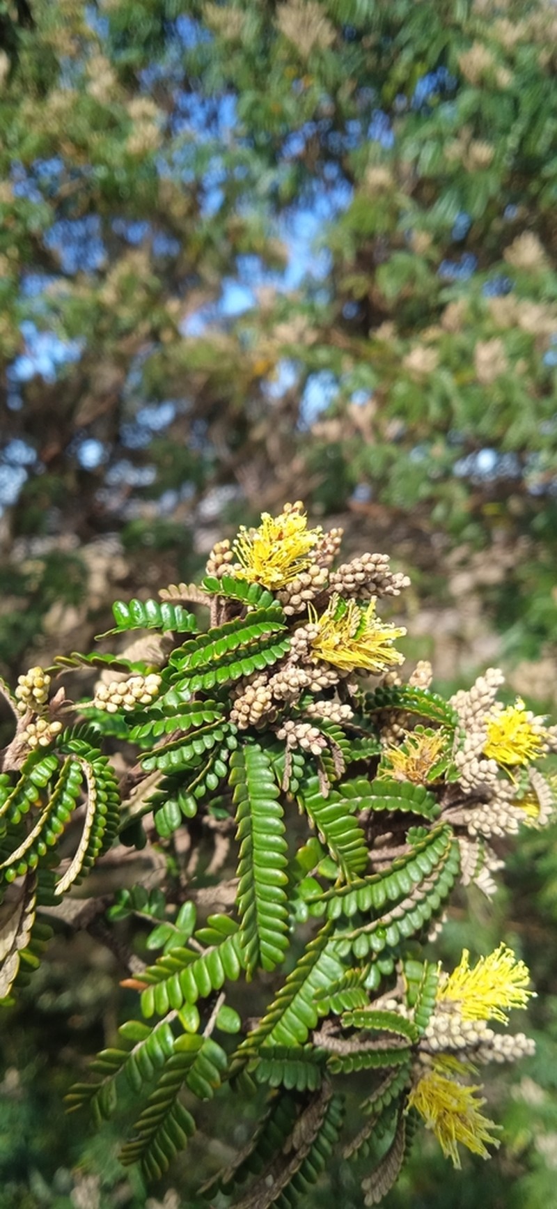 Mimosa taimbensis photo 2