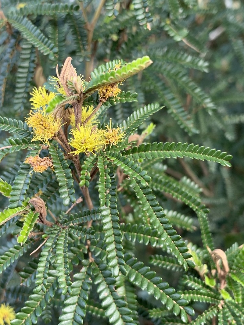 Mimosa taimbensis photo 3