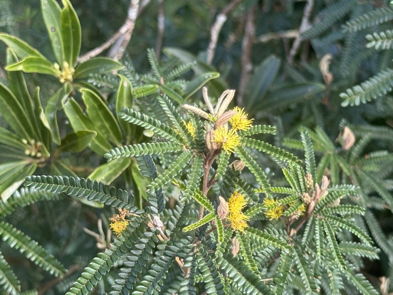 Mimosa taimbensis photo 4