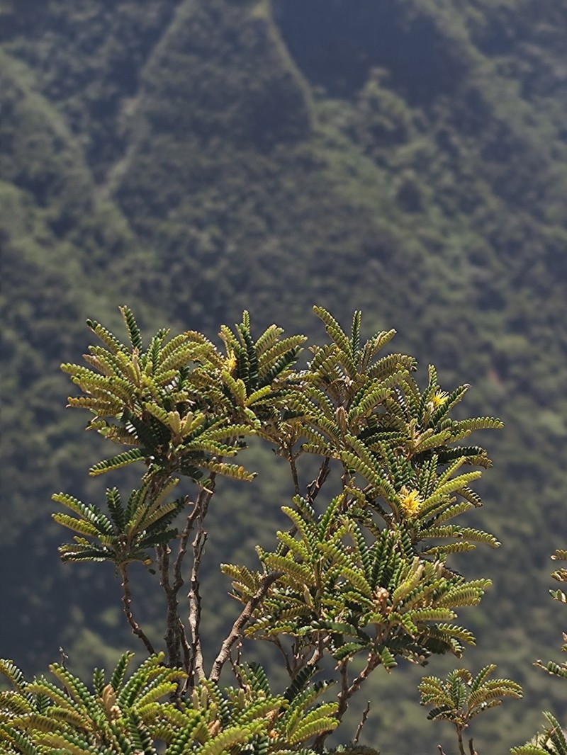 Mimosa taimbensis photo 5