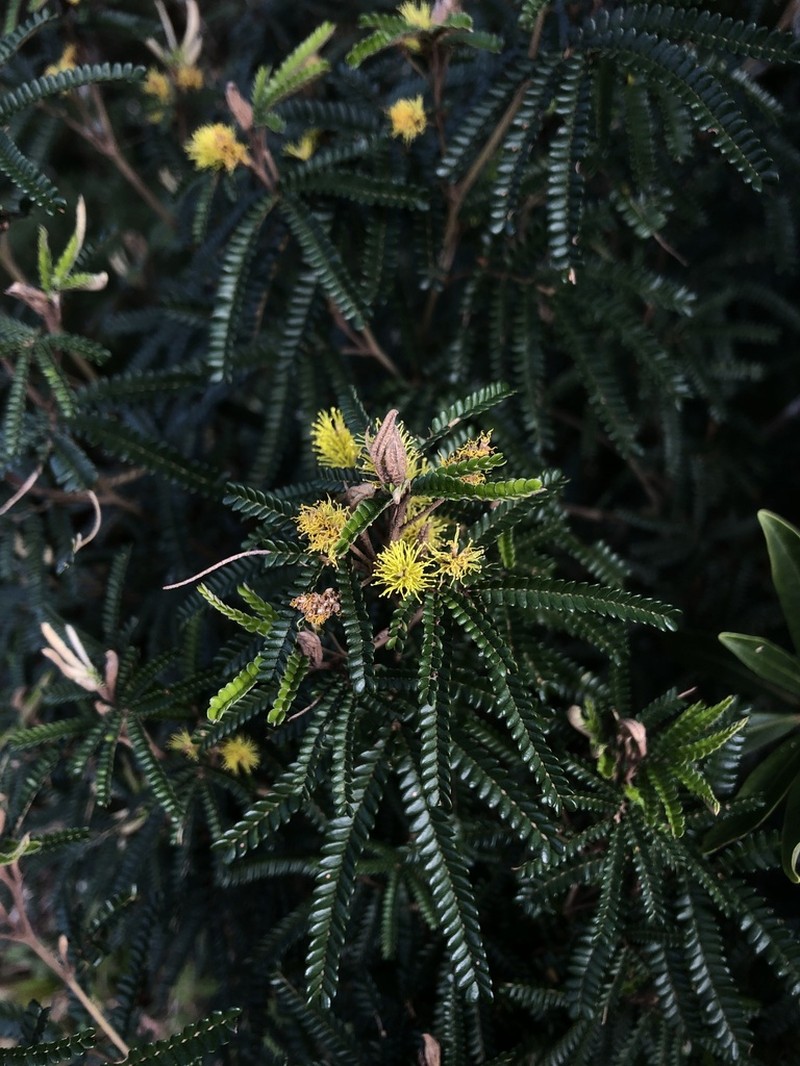 Mimosa taimbensis photo 6